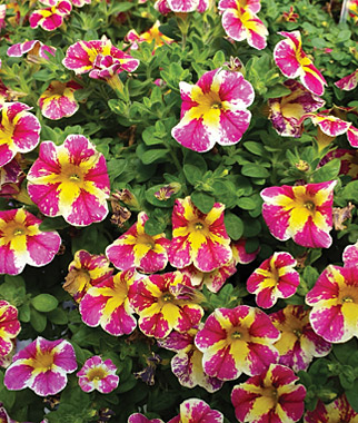 calibrachoa